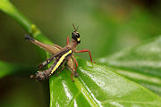 grasshopper unknown29 