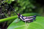 grasshopper unknown30 