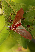 moth unidentified01 