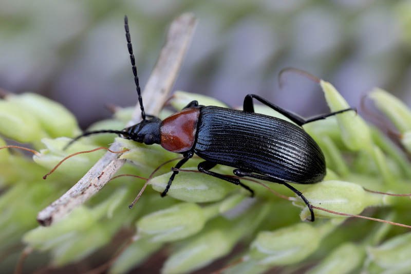 Heliotaurus ruficollis 