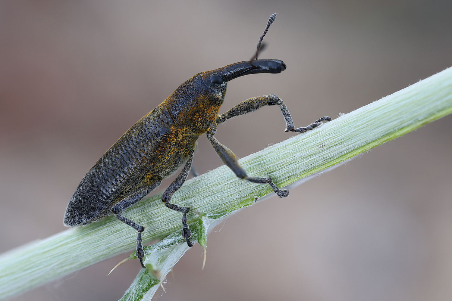 Lixus pulverulentus 