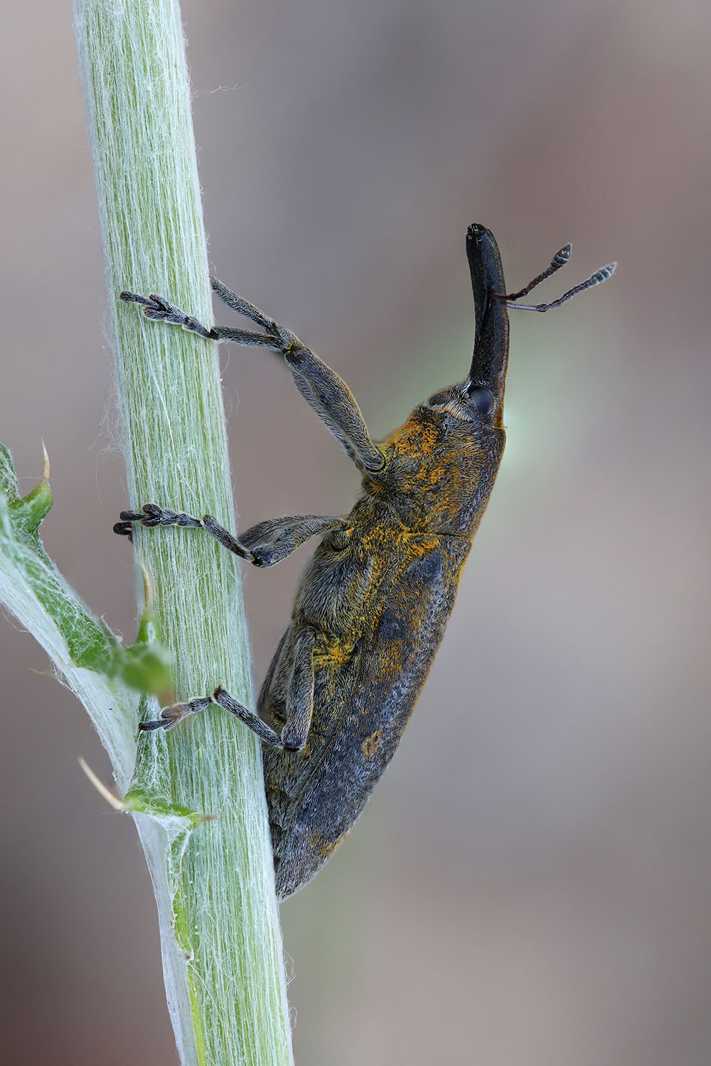 Lixus pulverulentus 