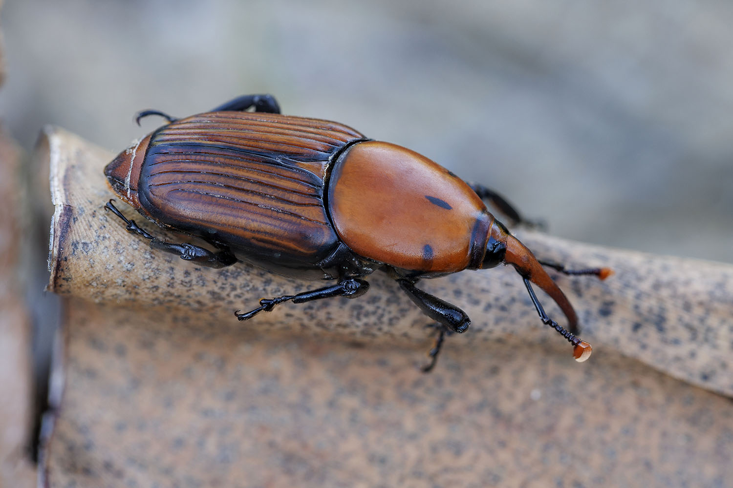 Rhynchophorus ferrugineus 