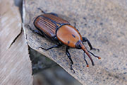 Rhynchophorus ferrugineus 