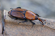 Rhynchophorus ferrugineus 