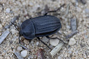 Silpha puncticollis 