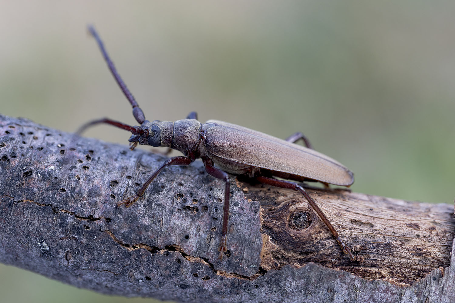 Aegosoma scabricorne 