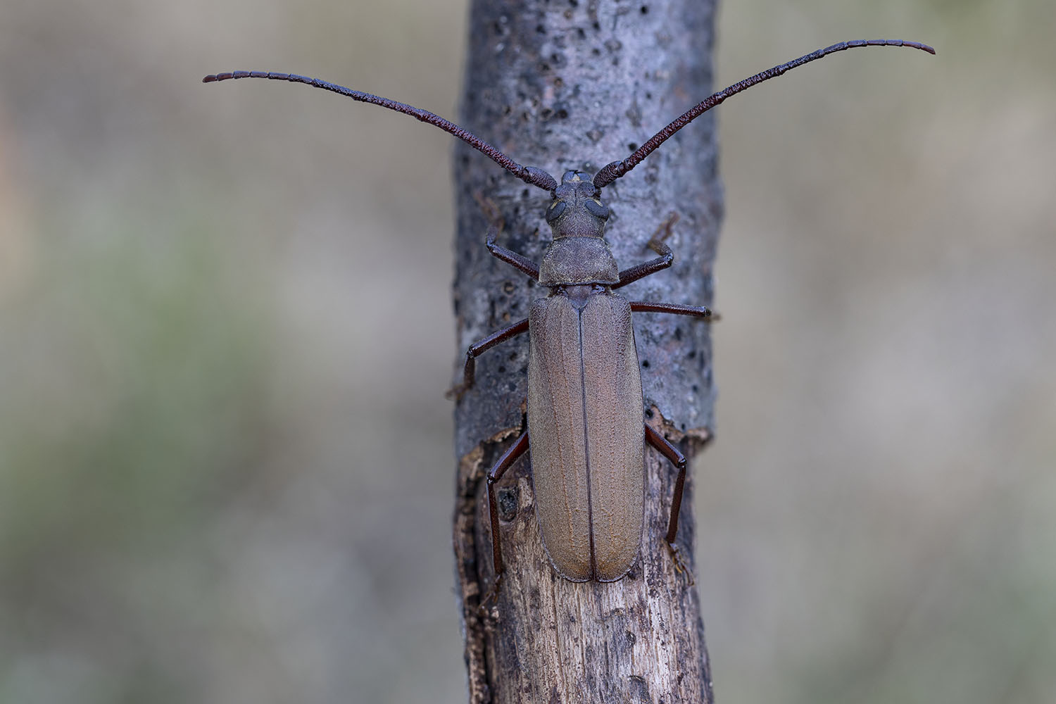 Aegosoma scabricorne 