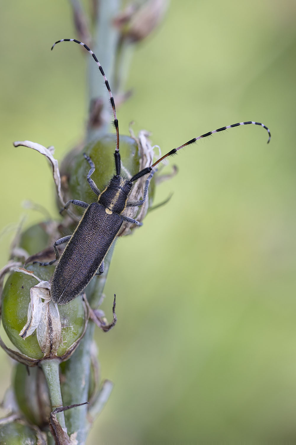 Agapanthia asphodeli balcanica