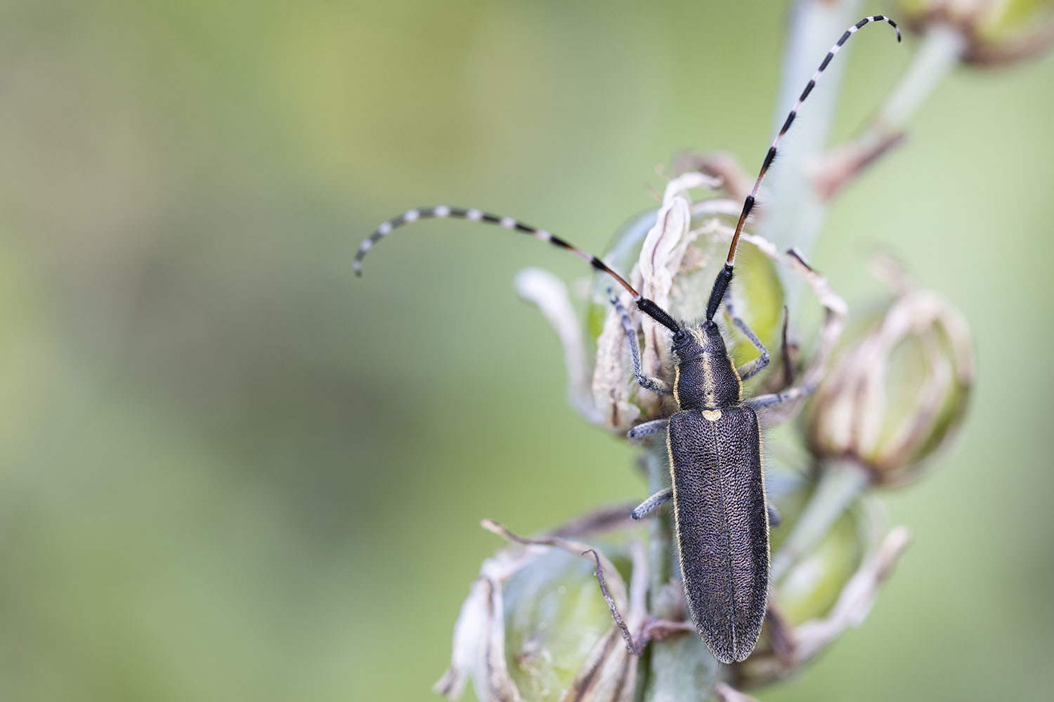 Agapanthia asphodeli balcanica