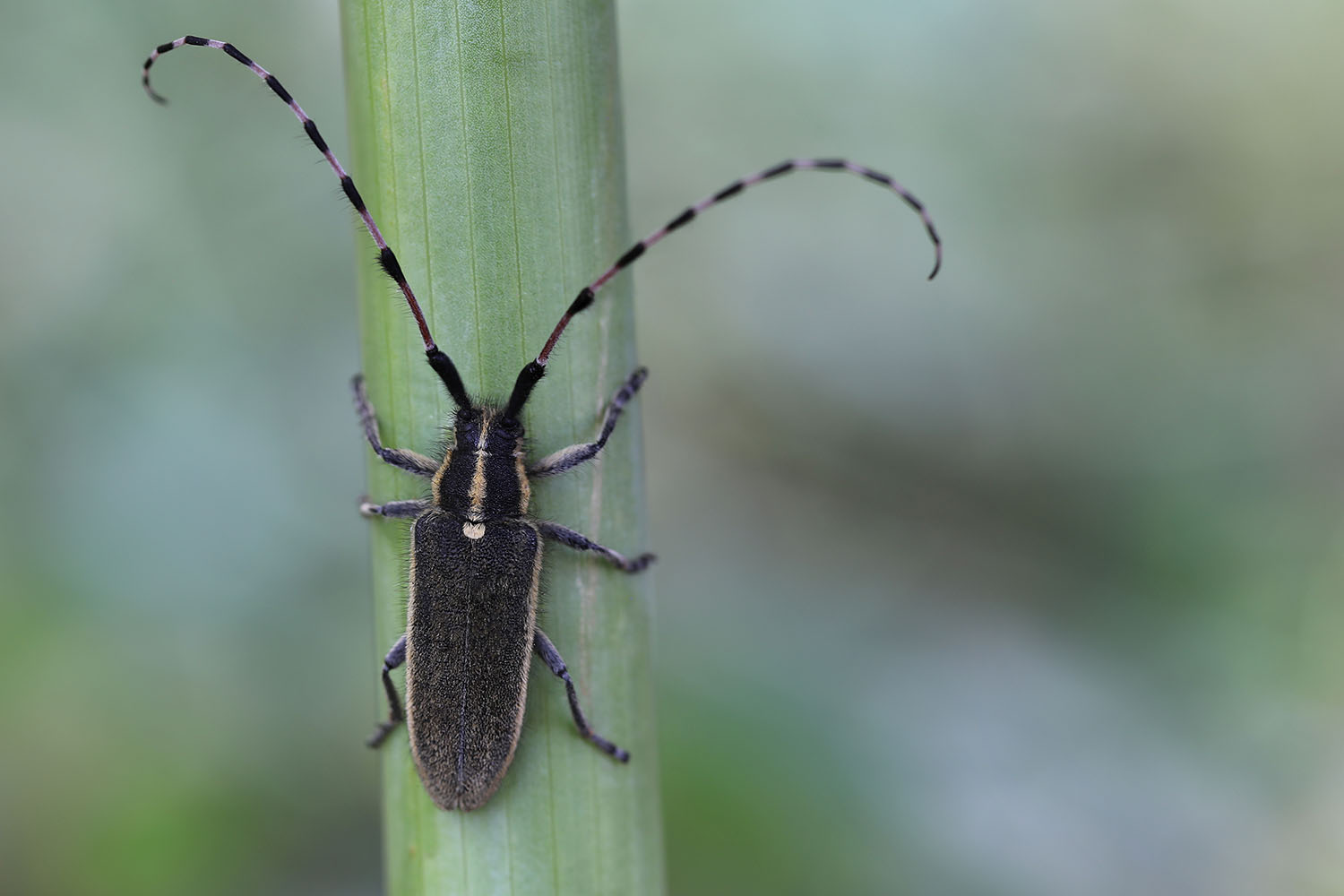 Agapanthia asphodeli renatae