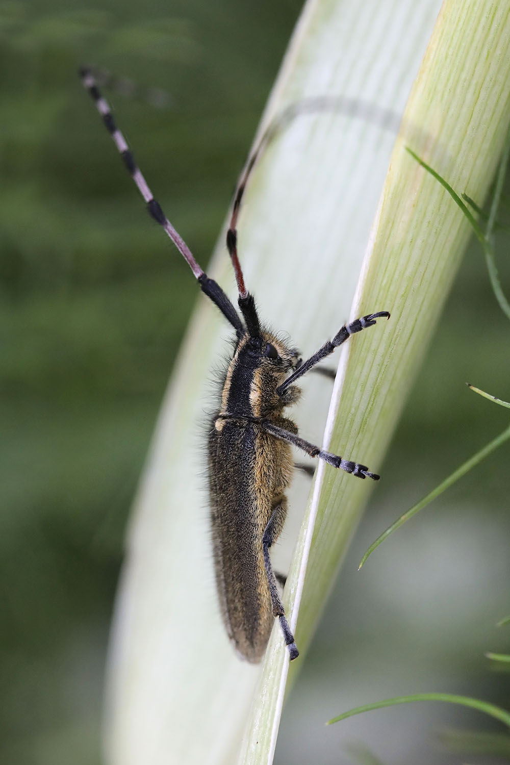 Agapanthia asphodeli renatae