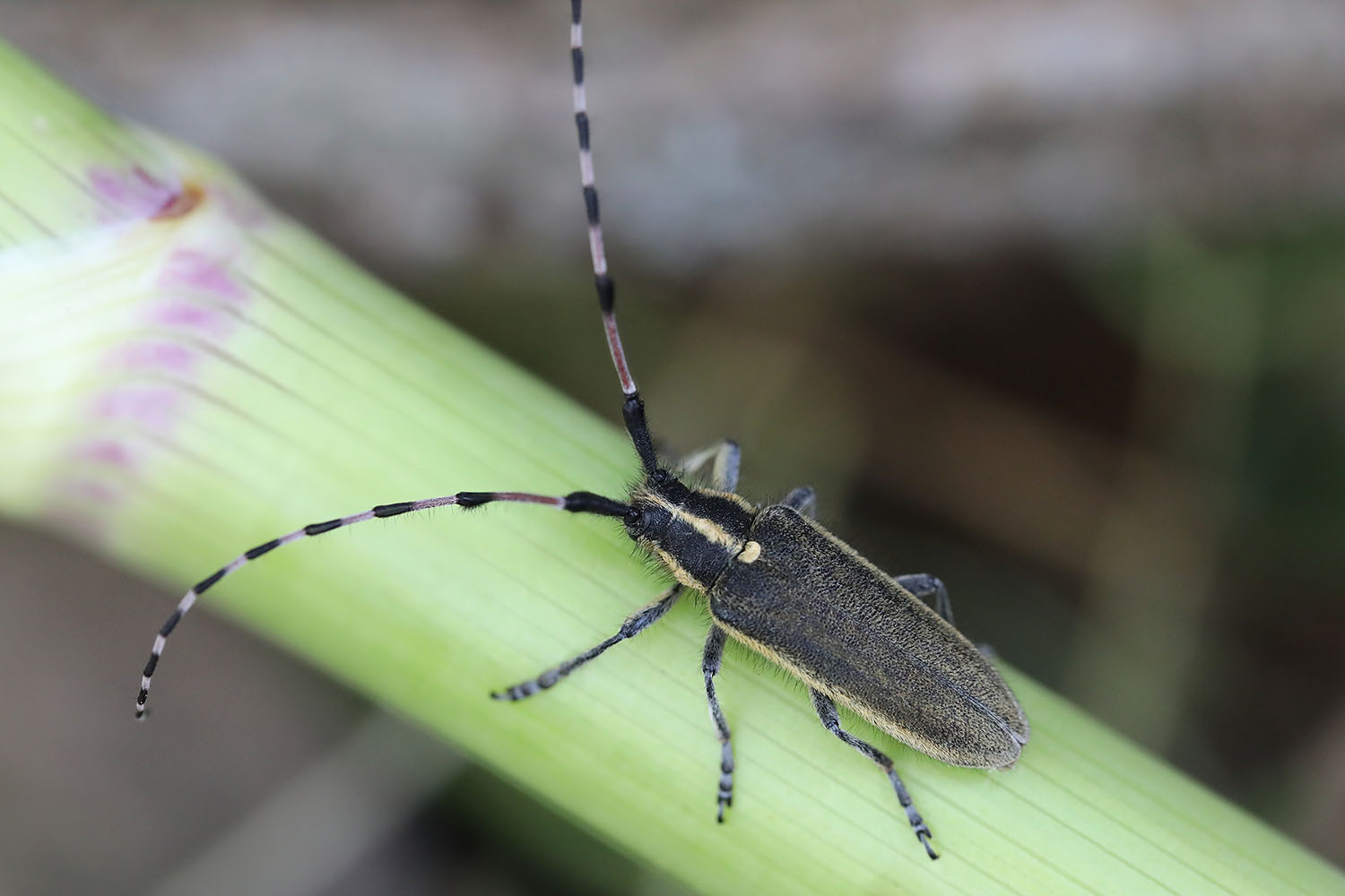 Agapanthia asphodeli renatae