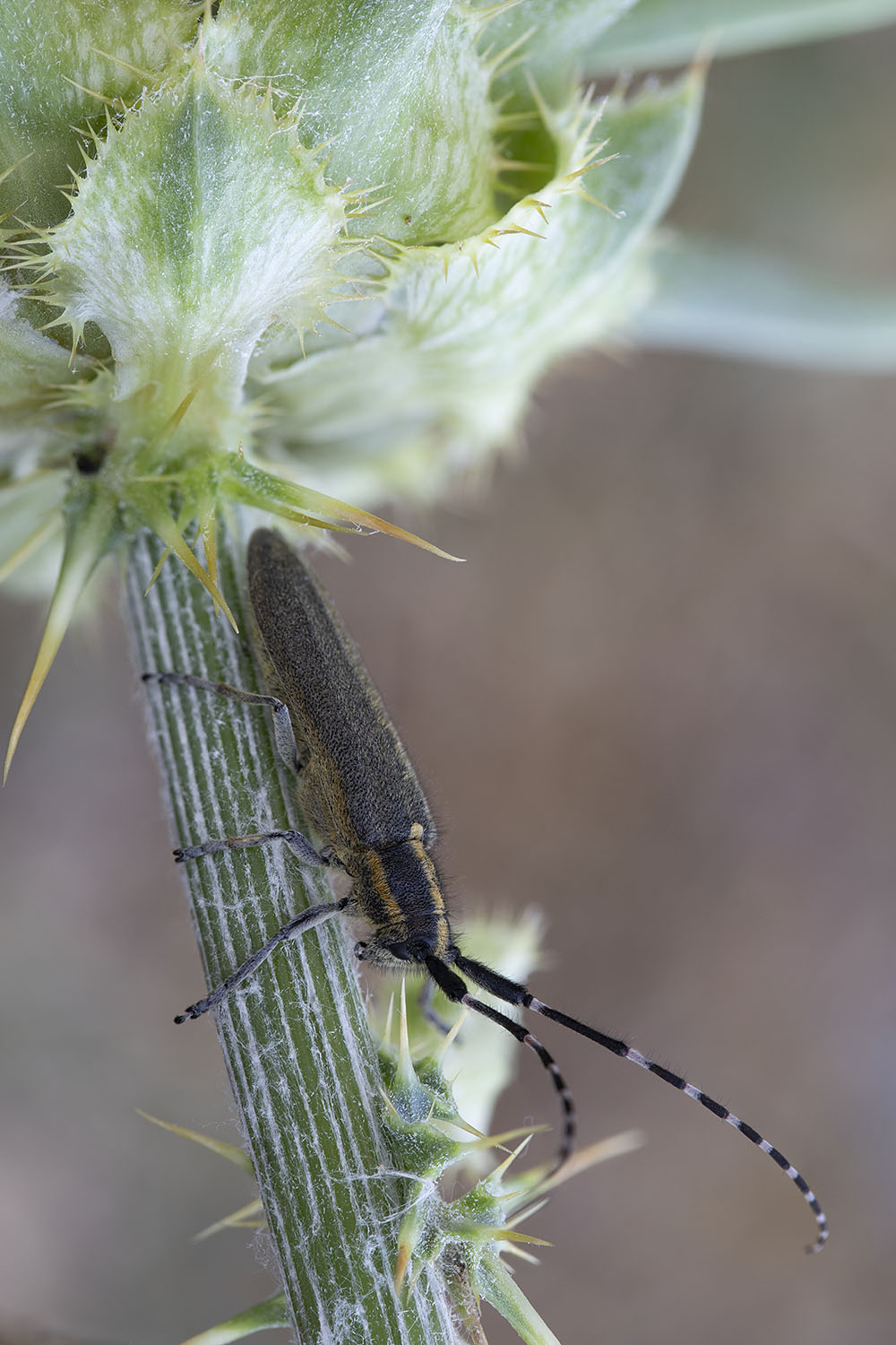 Agapanthia boeberi slamai