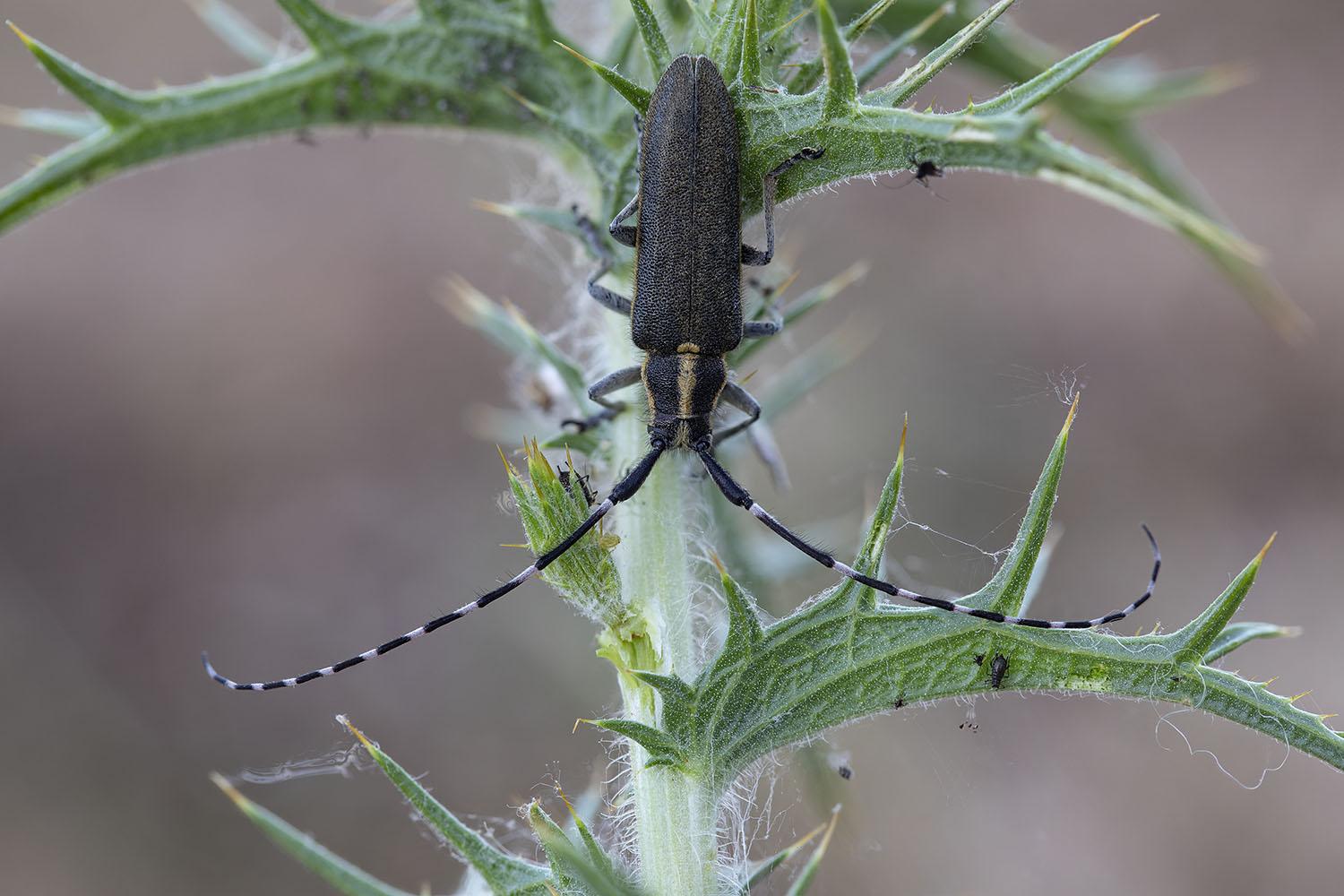 Agapanthia boeberi slamai