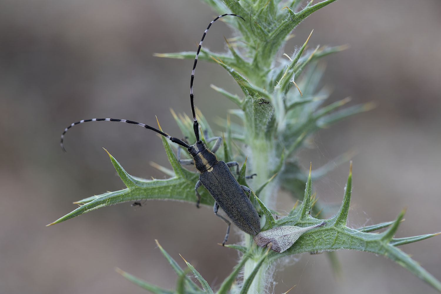 Agapanthia boeberi slamai