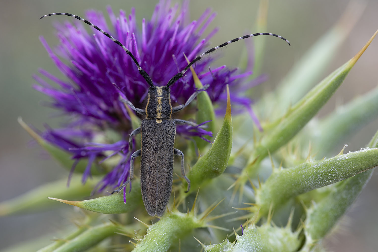 Agapanthia boeberi slamai