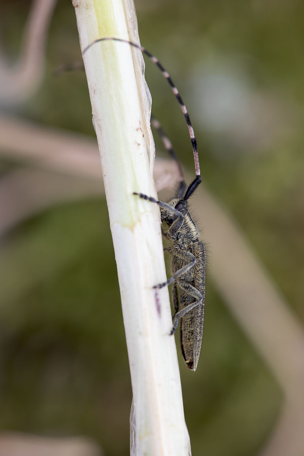 Agapanthia dahlii schurmanni