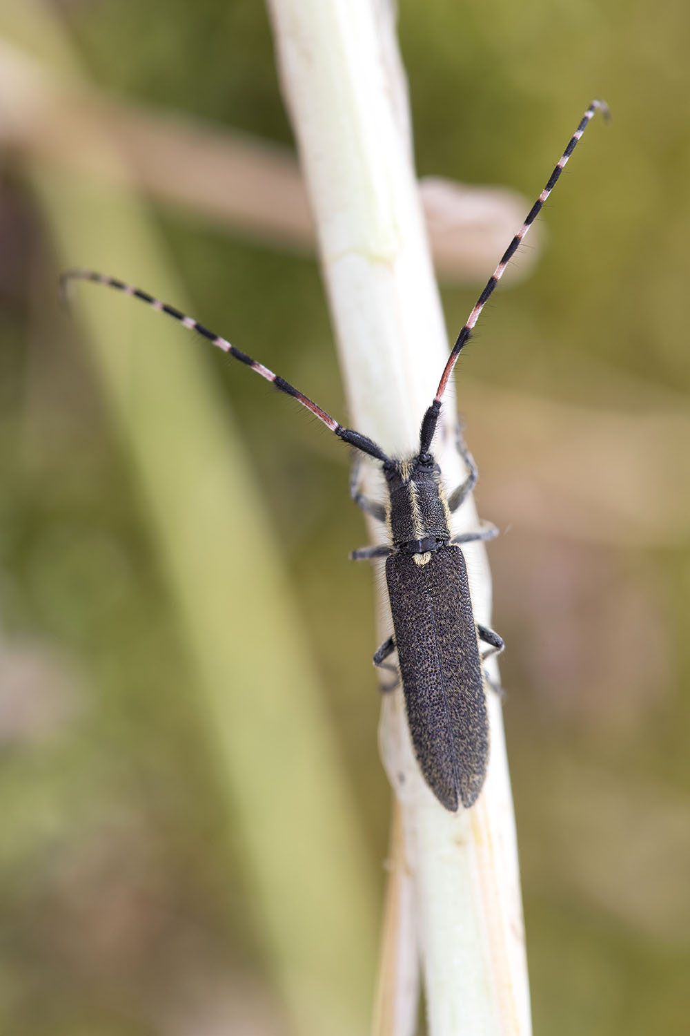 Agapanthia dahlii schurmanni