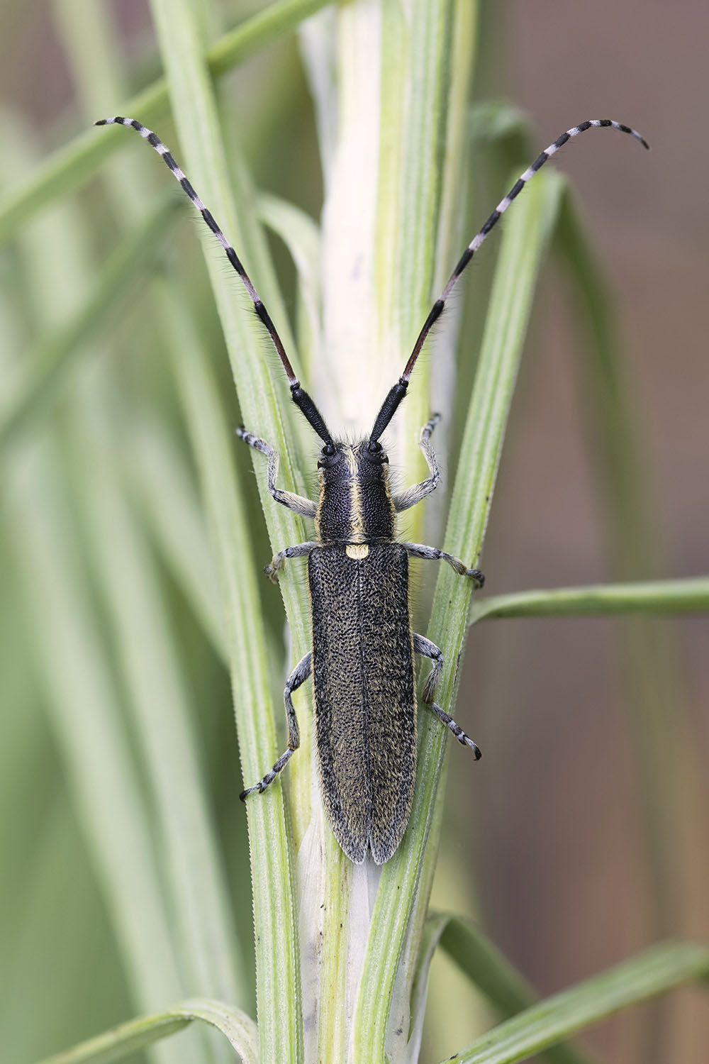 Agapanthia dahlii schurmanni