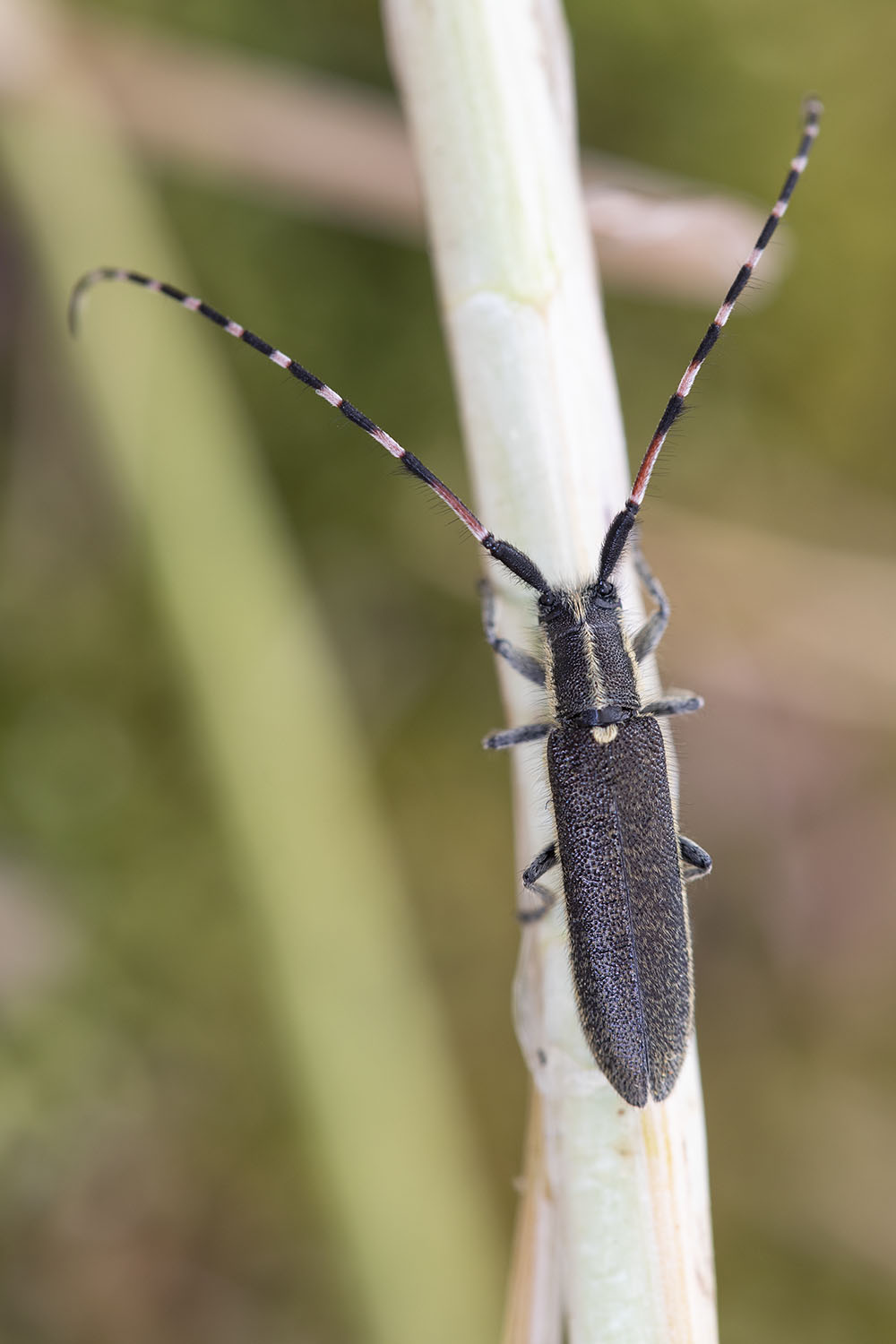 Agapanthia dahlii schurmanni