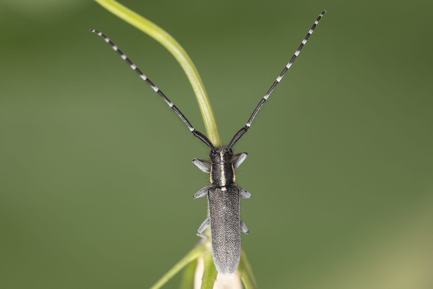 Agapanthia maculicornis maculicornis