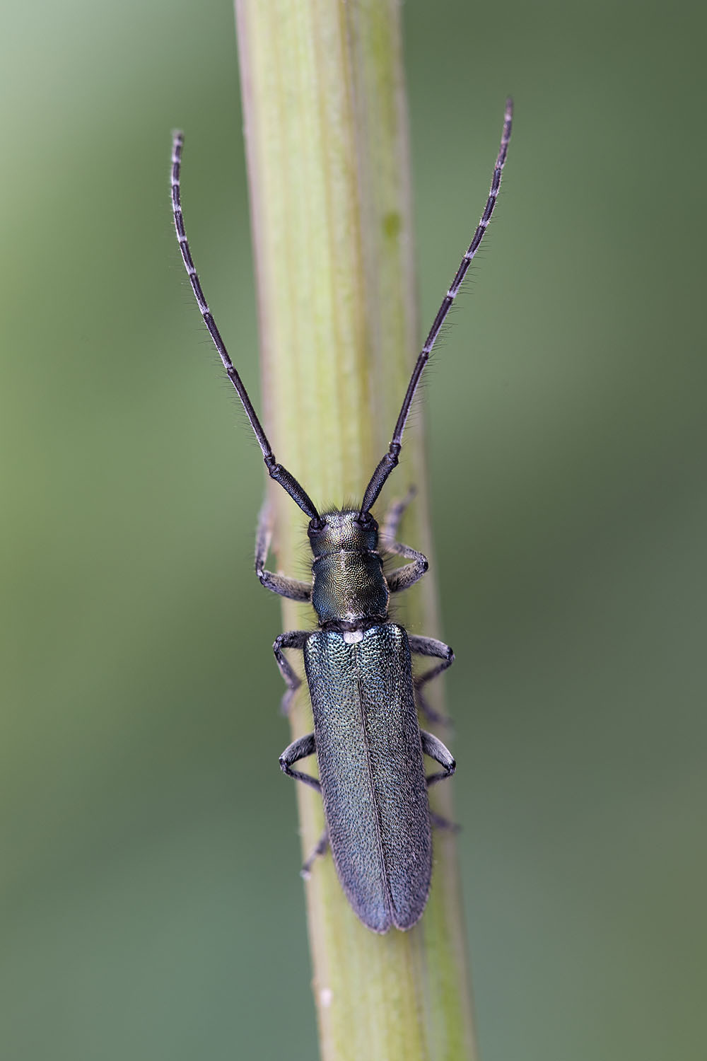 Agapanthia viti 