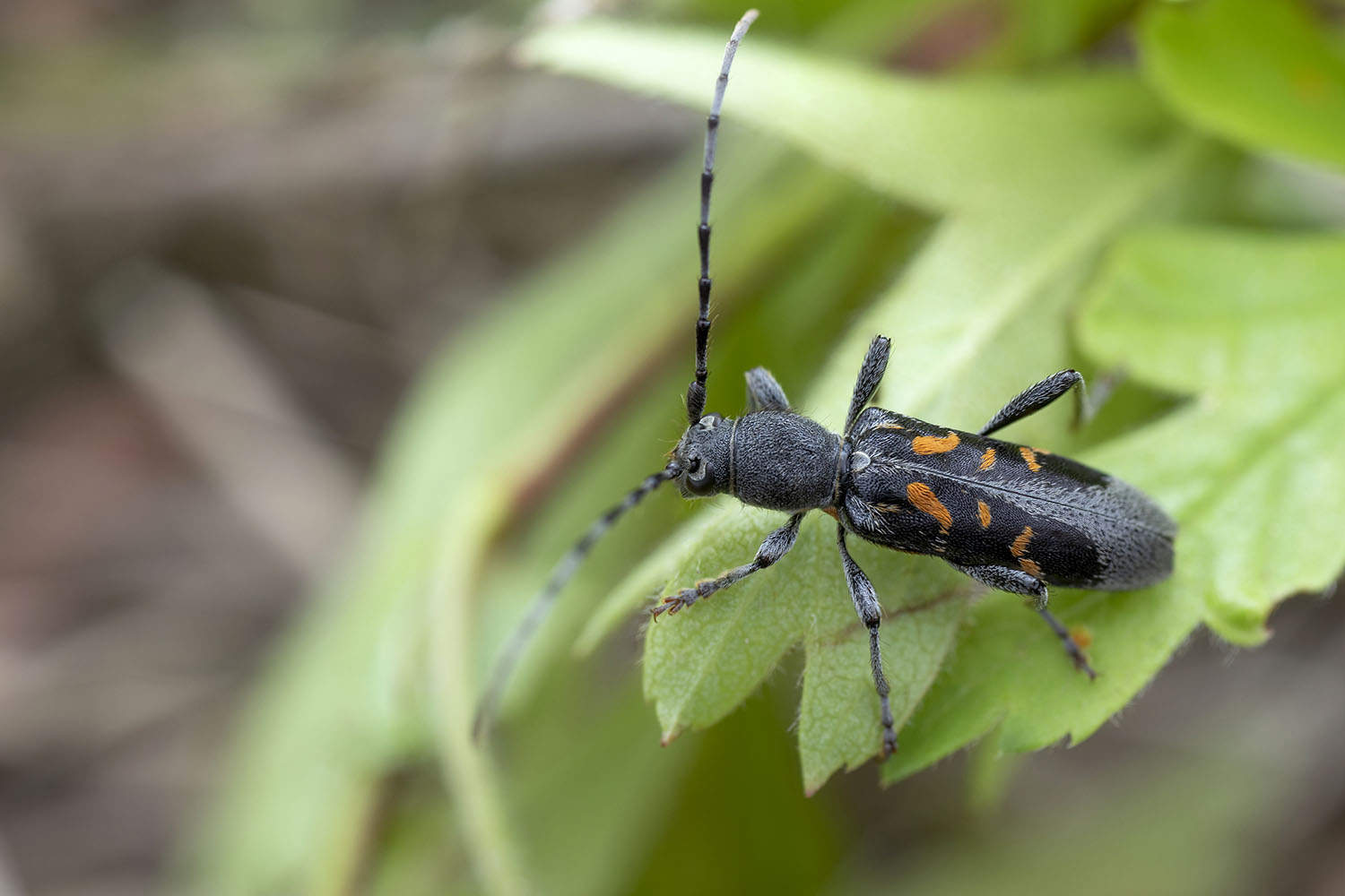 Anaglyptus luteofasciatus 