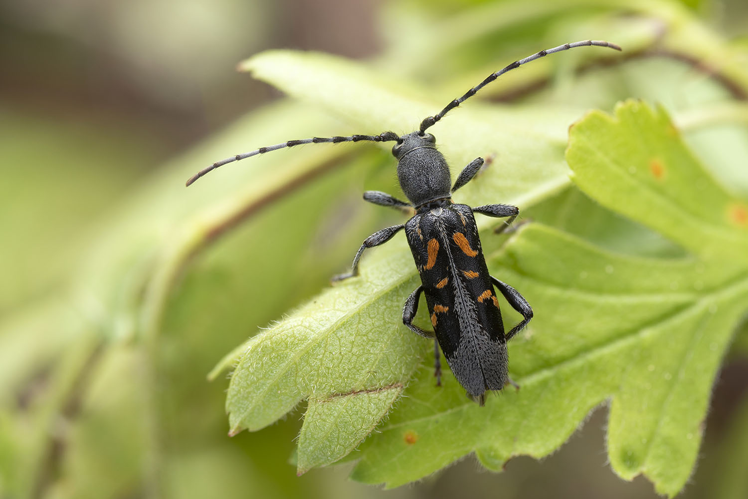 Anaglyptus luteofasciatus 