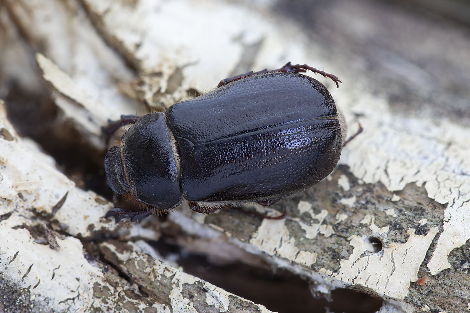 Aphodius sp 