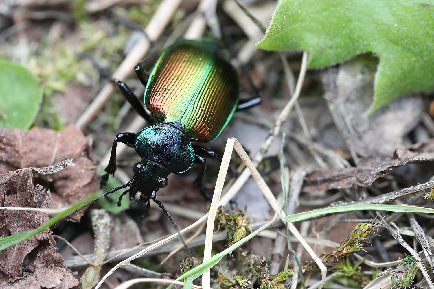 Calosoma sycophanta 