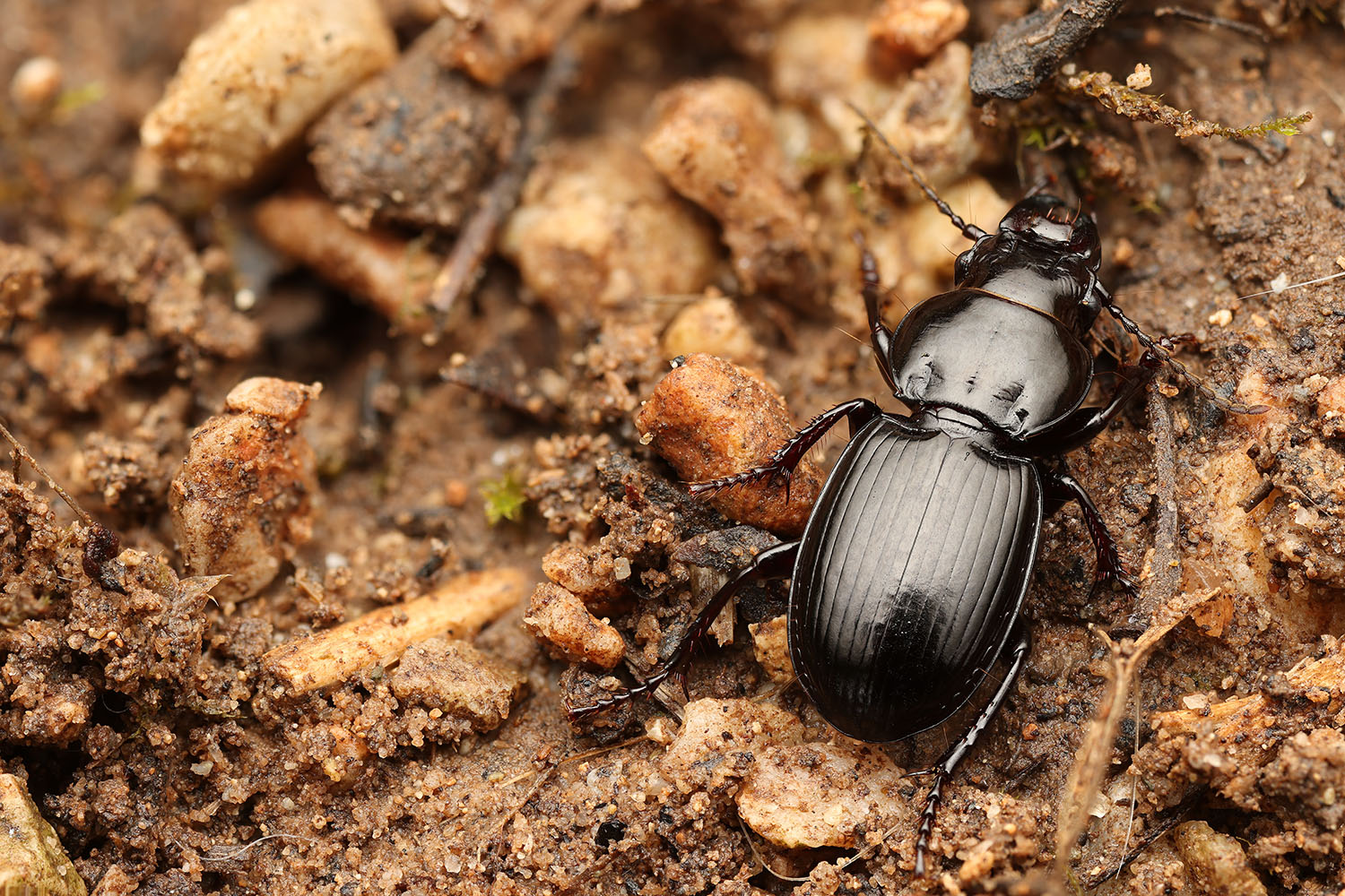 Carabidae sp11 