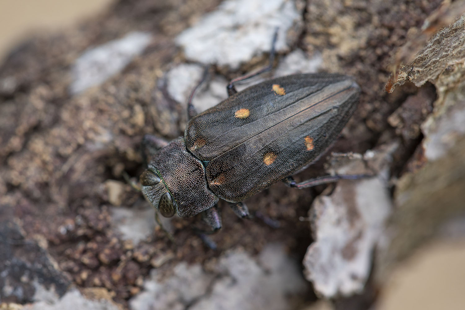 Chrysobothris affinis 