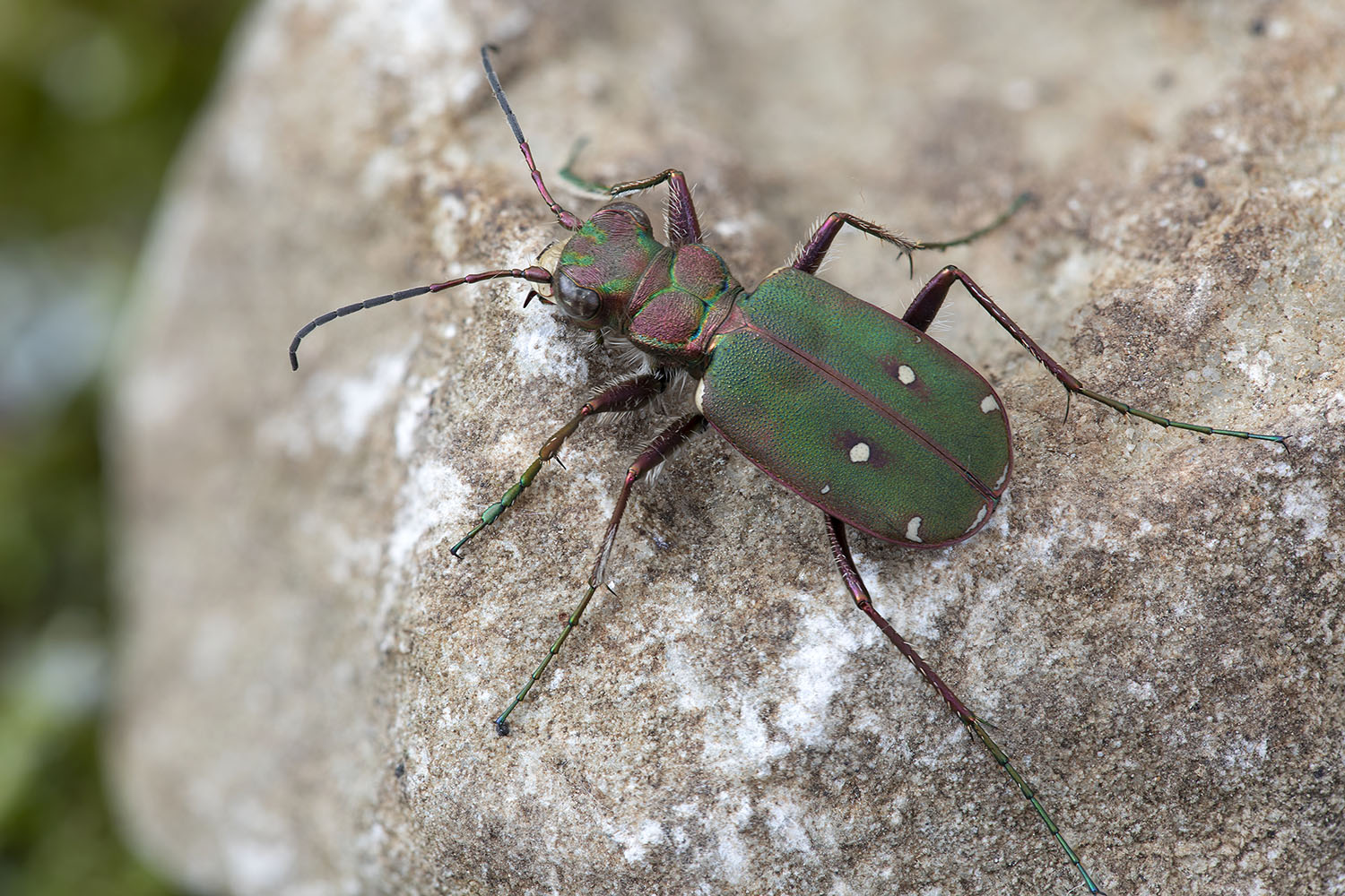 Cicindela campestris 