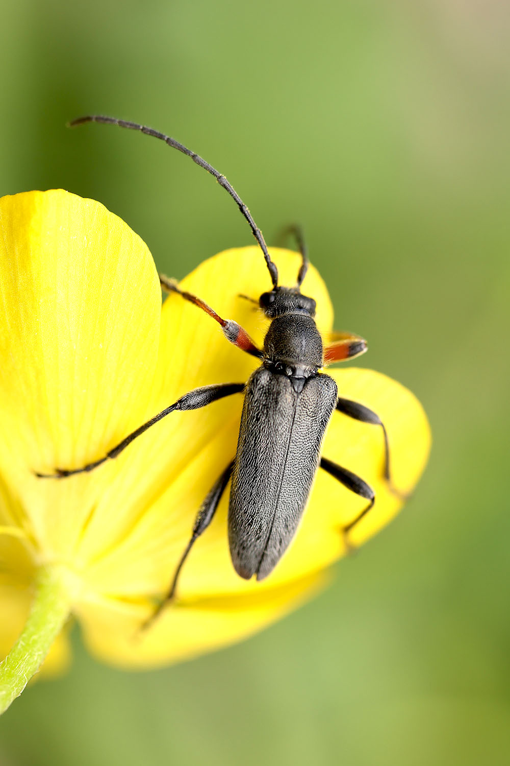 Cortodera flavimana schurmanni