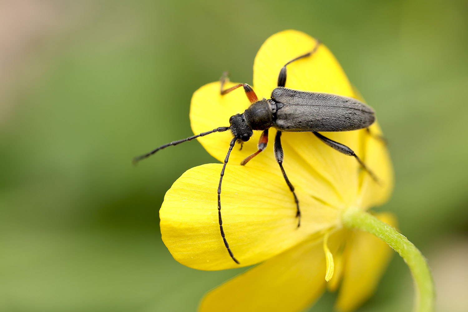 Cortodera flavimana schurmanni