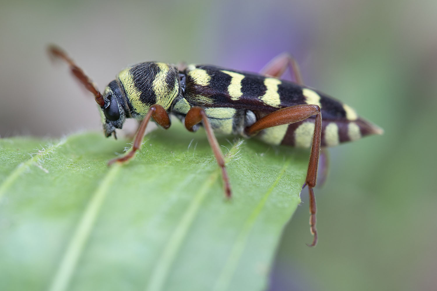 Echinocerus floralis 