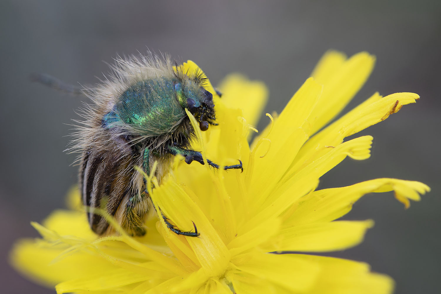 Eulasia pareyssei 