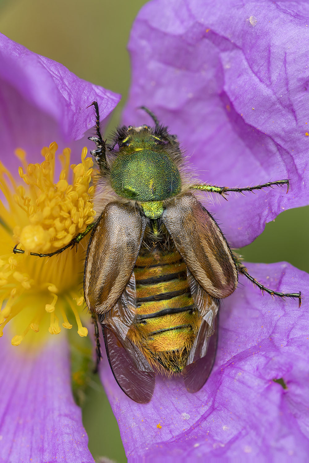 Eulasia pareyssei 