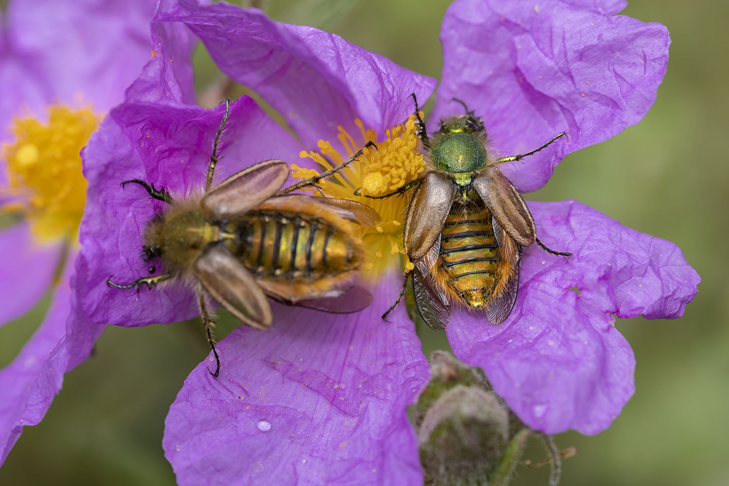 Eulasia pareyssei 