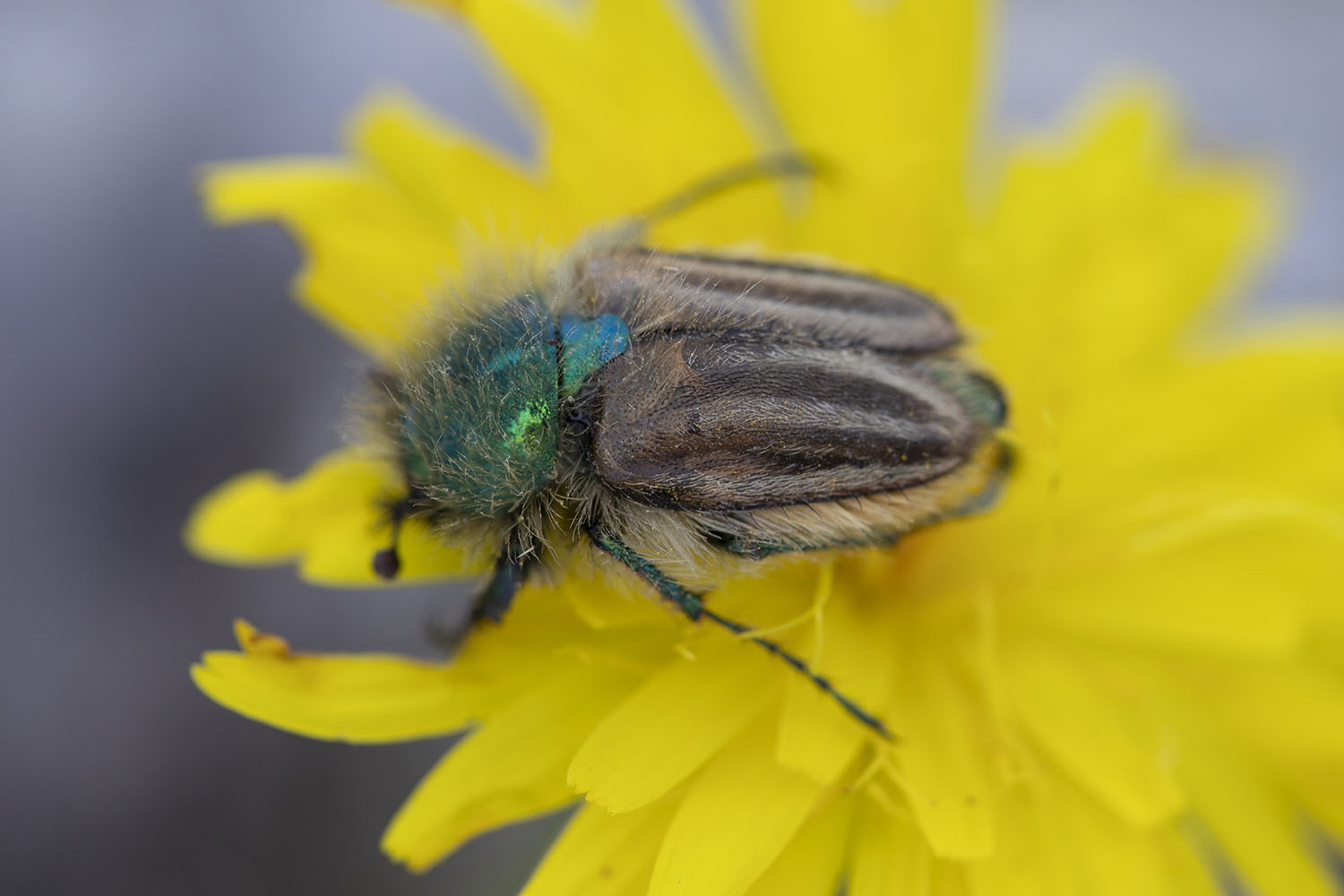 Eulasia pareyssei 