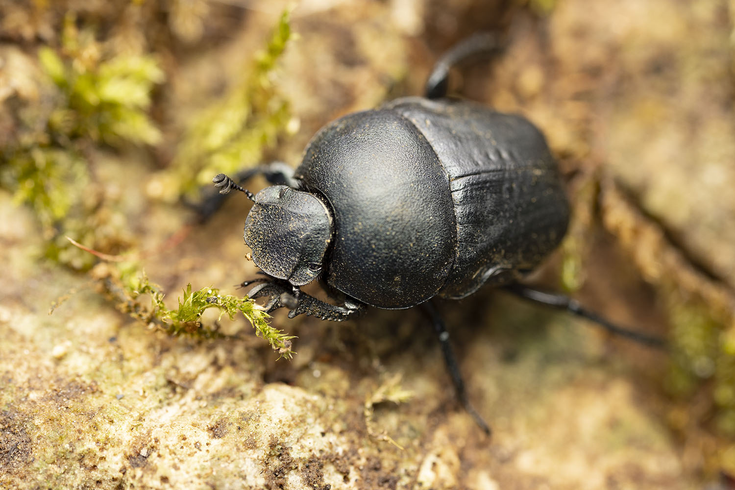 Gymnopleurus geoffroy 