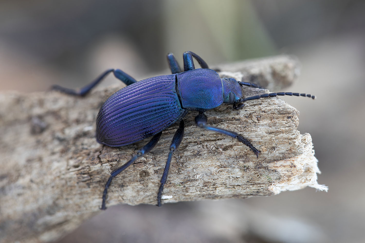 Helops caeruleus caeruleus