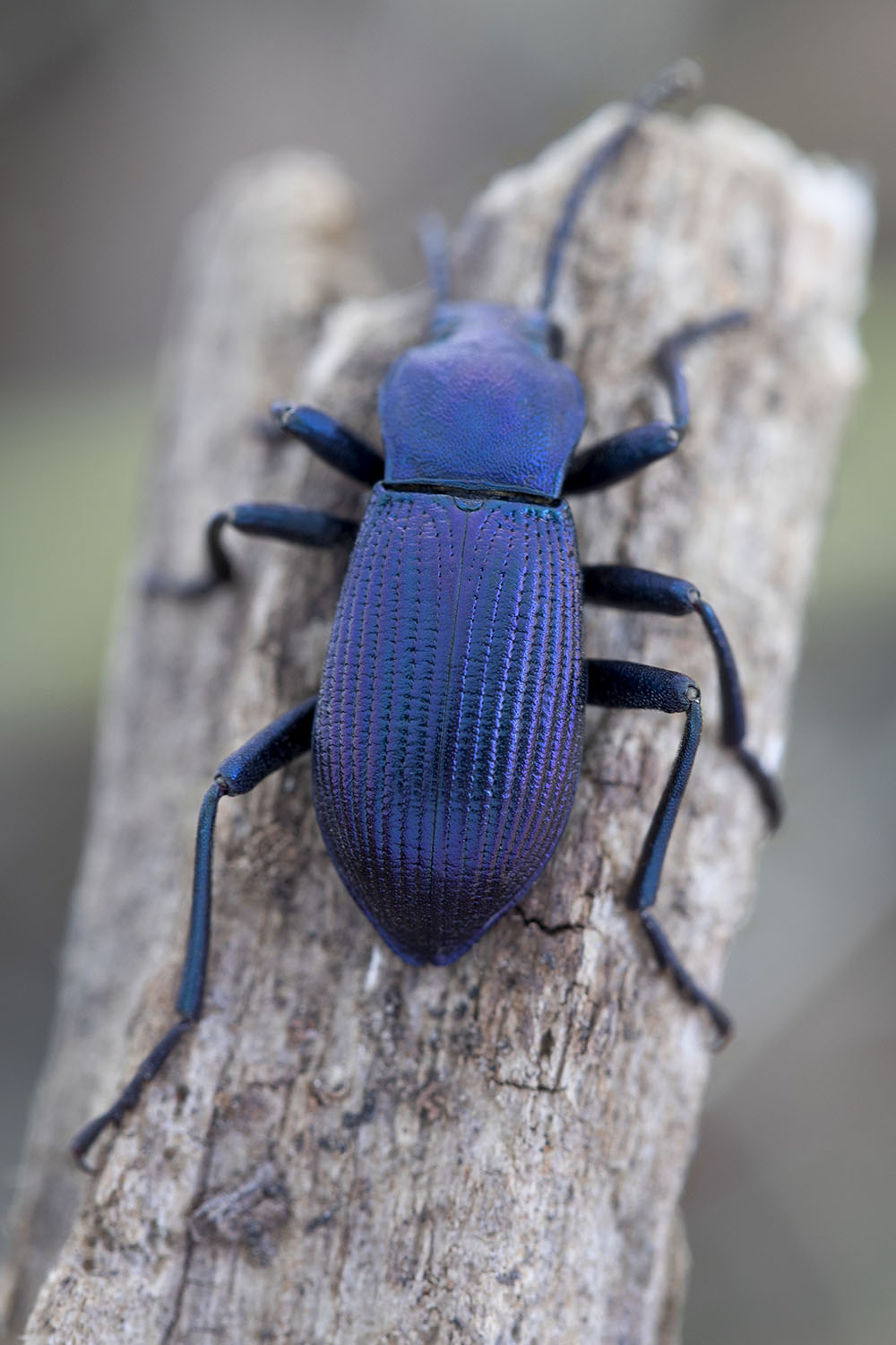 Helops caeruleus caeruleus