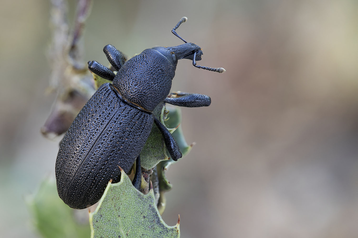 Hylobius alpheus 