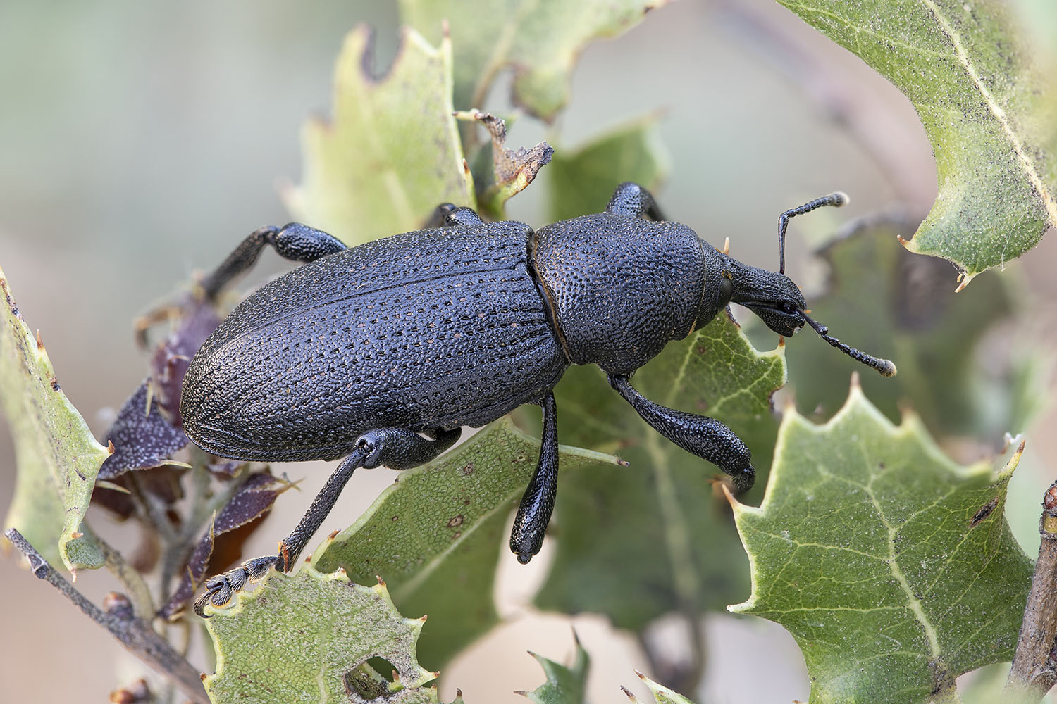 Hylobius alpheus 