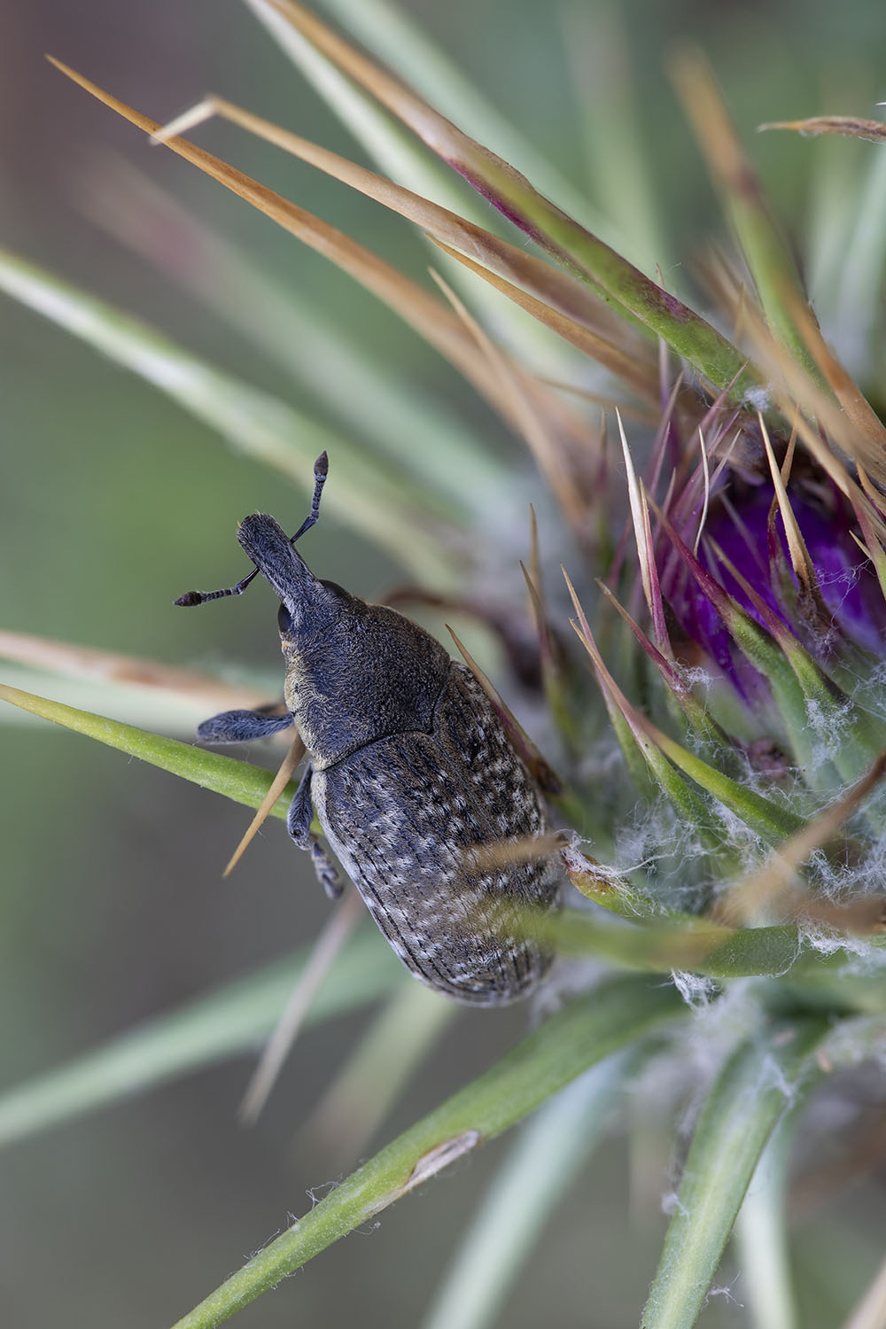 Larinus latus 