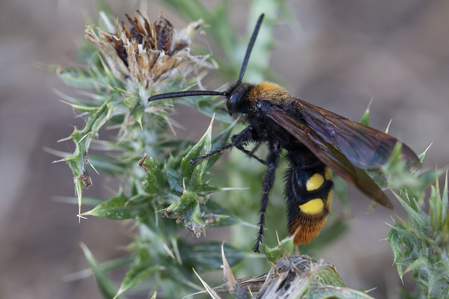 Megascolia maculata maculata