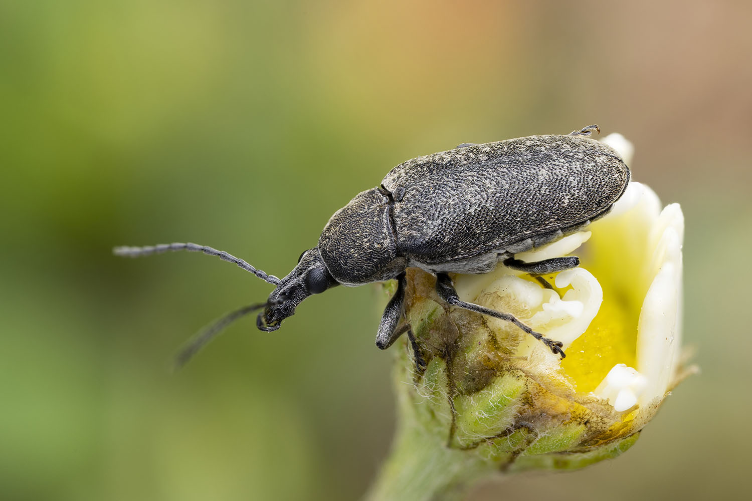 Mycterus curculioides 