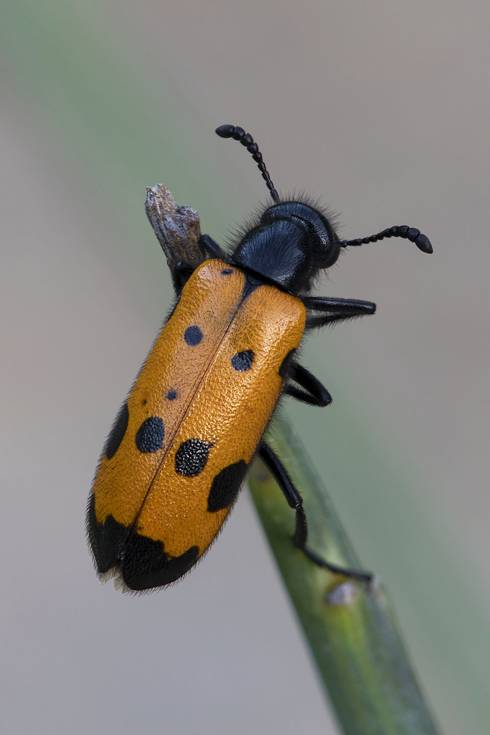 Mylabris quadripunctata 